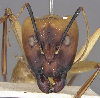 Media type: image;   Entomology 29522 Aspect: head frontal view
